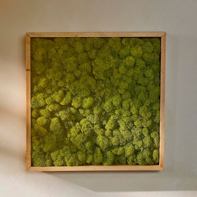 Terrain Preserved Reindeer Moss