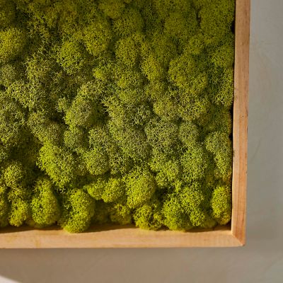 Mini Moss Wall Hangings at Westport - Terrain