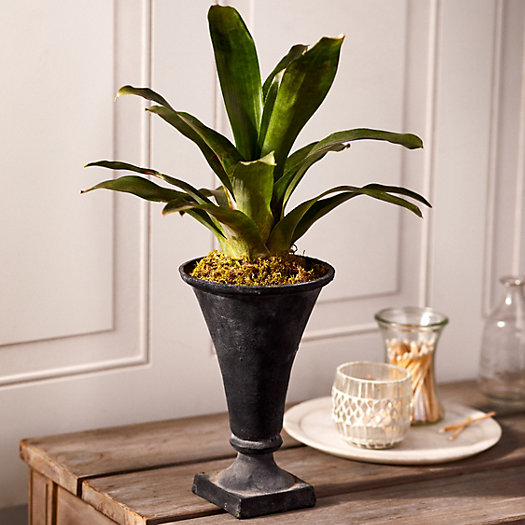 View larger image of Flared Cast Iron Urn Planter