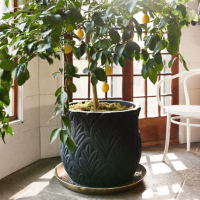 Shop the Look: Lemon Tree + Paloma Planter