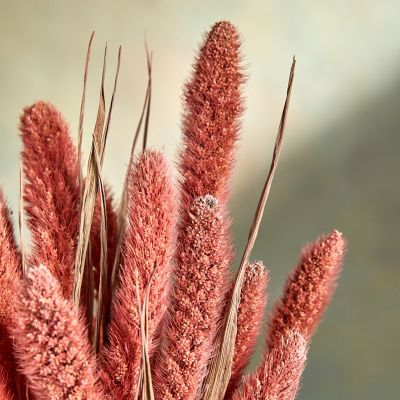 Preserved Pussy Willow Bunch