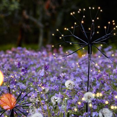 here's a line…  illuminated dandelion