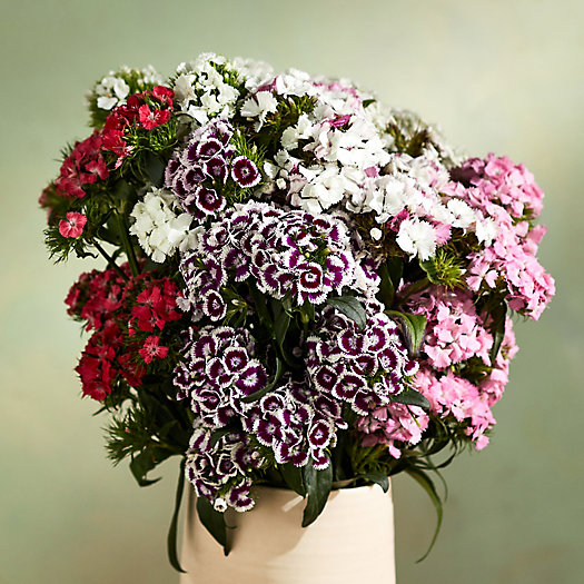 View larger image of Fresh Cut Gypsy Dianthus Bunch
