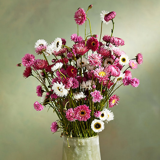 View larger image of Fresh Cut Paper Daisy Bunch