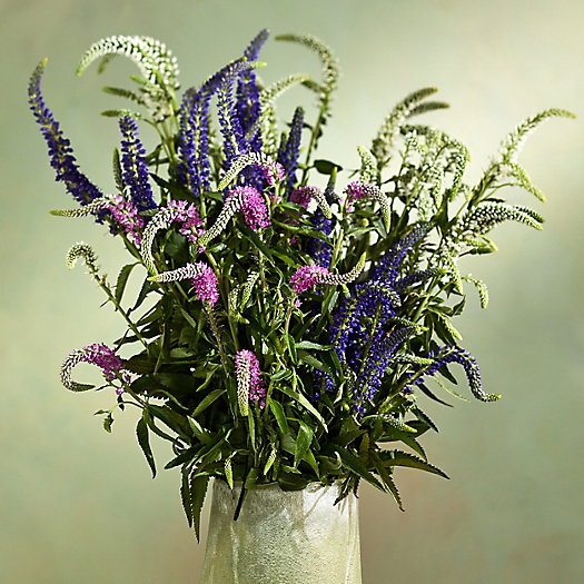 View larger image of Fresh Cut Veronica Bunch