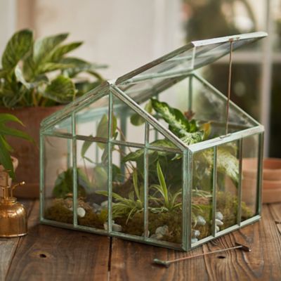 Where can I buy large glass containers for a terrarium like the one in the  picture? : r/terrariums