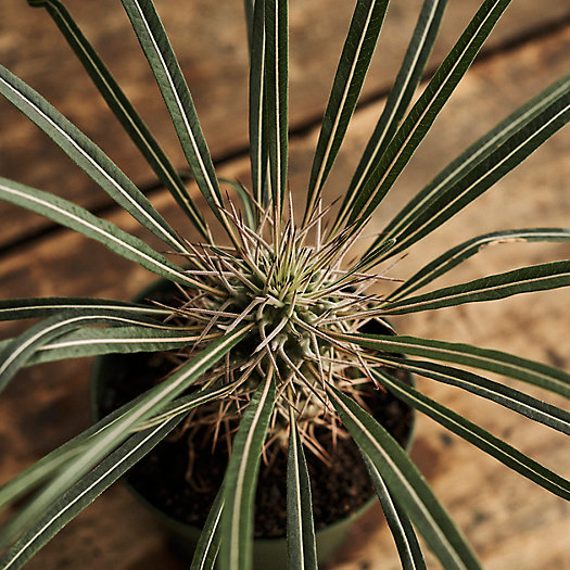 View larger image of Pachypodium Palm