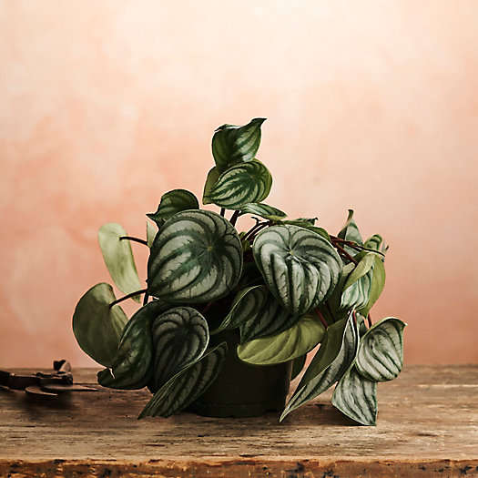 View larger image of Watermelon Peperomia