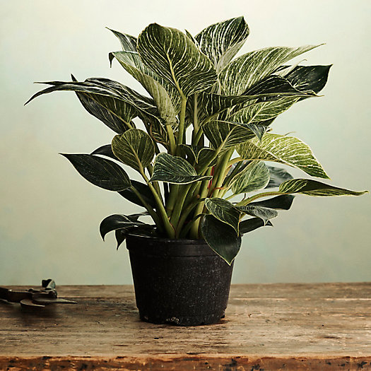 View larger image of Philodendron Birkin