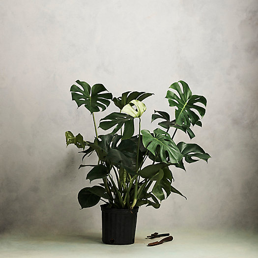 View larger image of Monstera Deliciosa