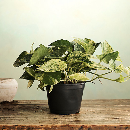 View larger image of Pothos Marble Queen