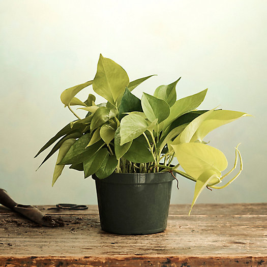 View larger image of Neon Pothos