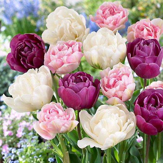 View larger image of Tulip Double Dutch Blend Bulbs