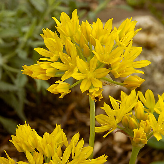 View larger image of Allium Moly Bulbs