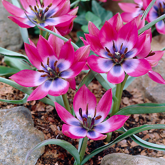 View larger image of Tulip Little Beauty Bulbs