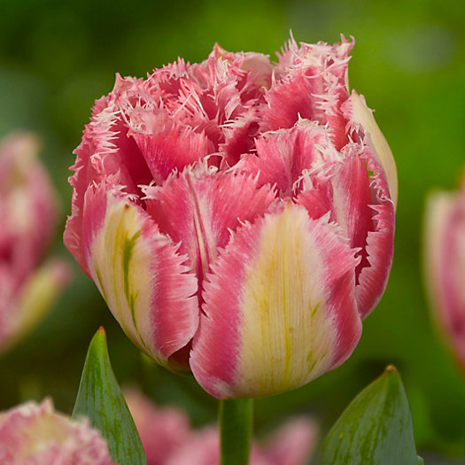 View larger image of Tulip Cool Crystal Bulbs
