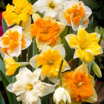 Narcissus Butterfly Mix' Bulbs