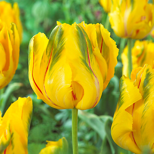 View larger image of Tulip La Courtine Parrot Bulbs