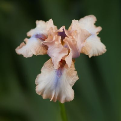 Iris Concertina' Bulb