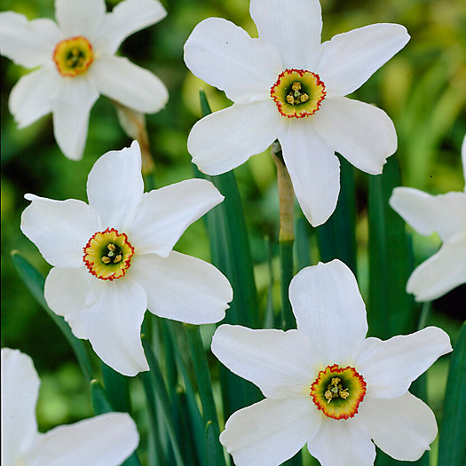 View larger image of Narcissus Original Poets Bulbs