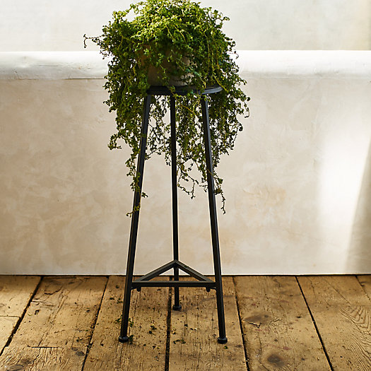 View larger image of Three Leg Iron Plant Stand
