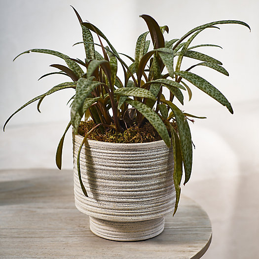 View larger image of Ridged Texture Footed Planter, 5.5"