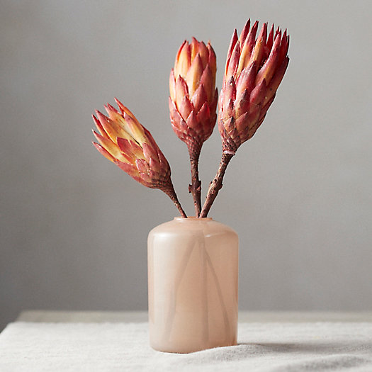 View larger image of  Dried Protea Bunch