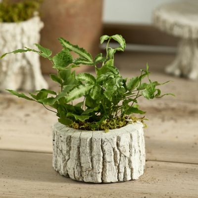 Plant Trays + Dishes  Garden Trays, Dishes + Plant Stands - Terrain