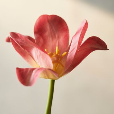 Faux Pink Tulip Stem