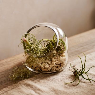 Glass Terrariums + Terrarium Supplies - Terrain