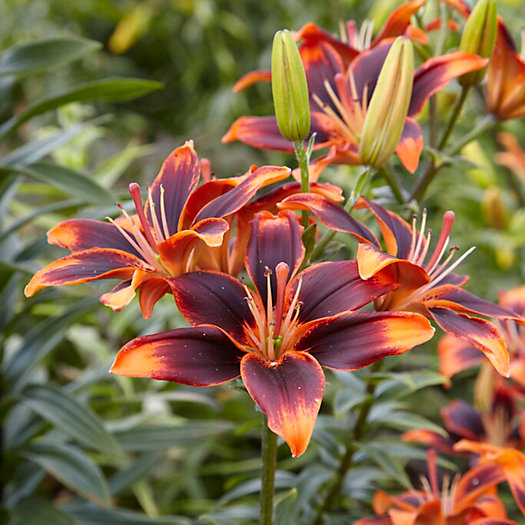 View larger image of Asiatic Lily 'Forever Susan' Bulb