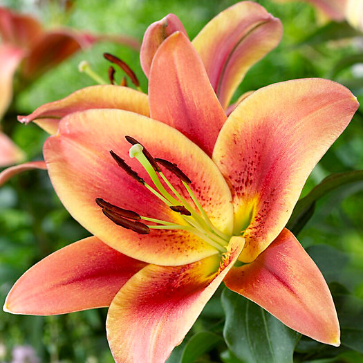 View larger image of Lily 'Montego Bay' Bulb