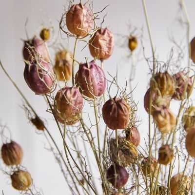 Naturally Black Seed Pod Heads-dried Flowers-flowers for Resin