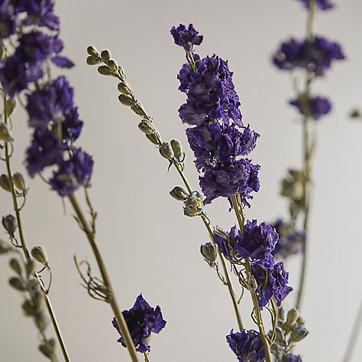 View larger image of Dried Delphinium Bunch