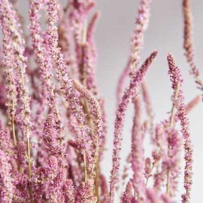 Dried Natural Blue Statice Flower by the bunch - DriedOut