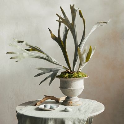 Faux Staghorn Fern Pick