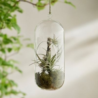 Hanging Terrarium Kit