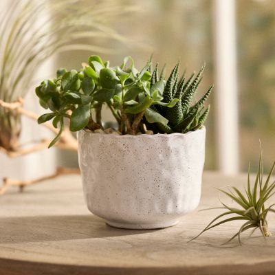 Extra Small Planters  Small Indoor Pots, Saucers + Planters - Terrain