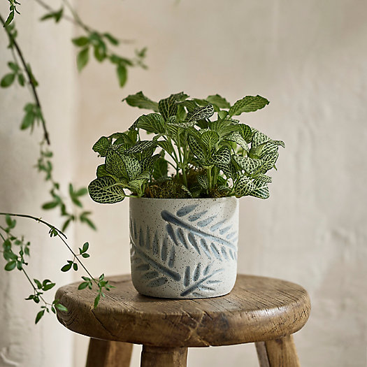 View larger image of Leafy Ceramic Pot