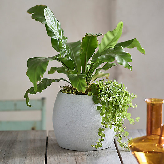 View larger image of  Rounded Cylinder Ceramic Planter