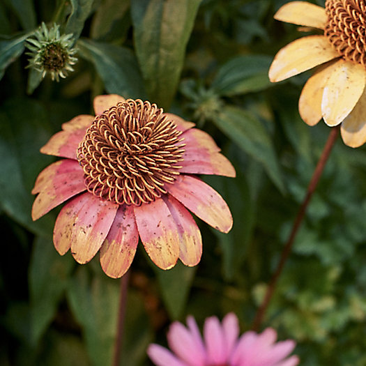 View larger image of Coneflower Iron Stem