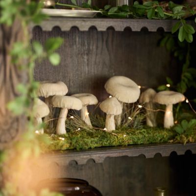 Velvet Mushrooms on Grassy Knoll