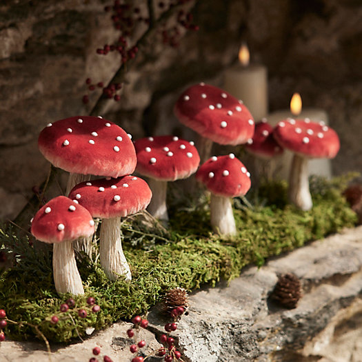 View larger image of Velvet Mushrooms on Grassy Knoll