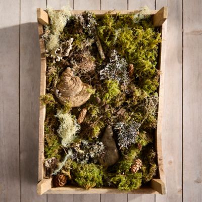 Fresh Moss, Driftwood + Mushroom Box