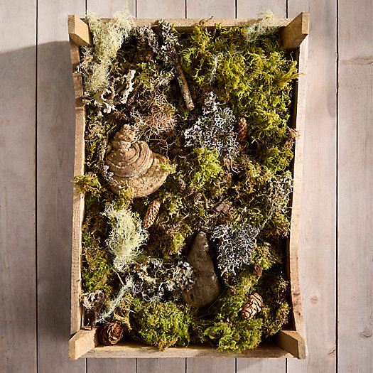 View larger image of Fresh Moss, Driftwood + Mushroom Box
