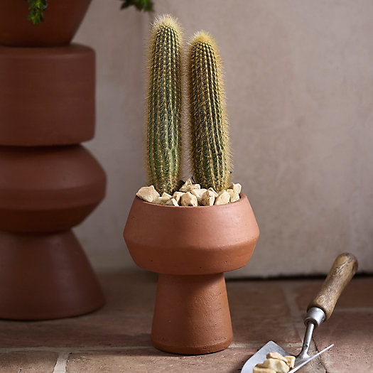 View larger image of Pedestal Bowl Terracotta Planter