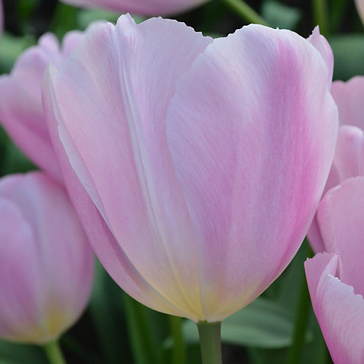 View larger image of Tulip 'Gabriella' Bulbs