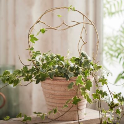 Brass Twig Hoop Trellis