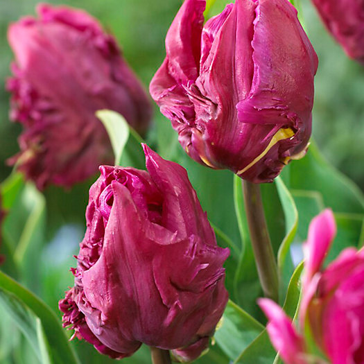 View larger image of Tulip 'Parrot Prince' Bulbs