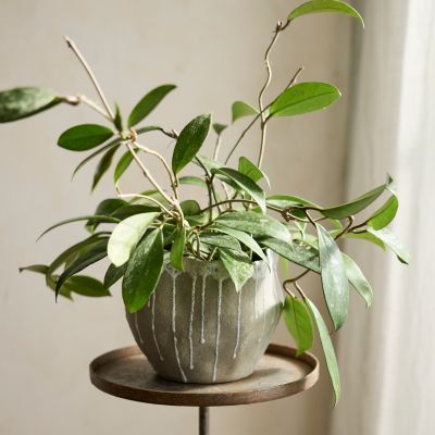  Hoya pubicalyx Plant